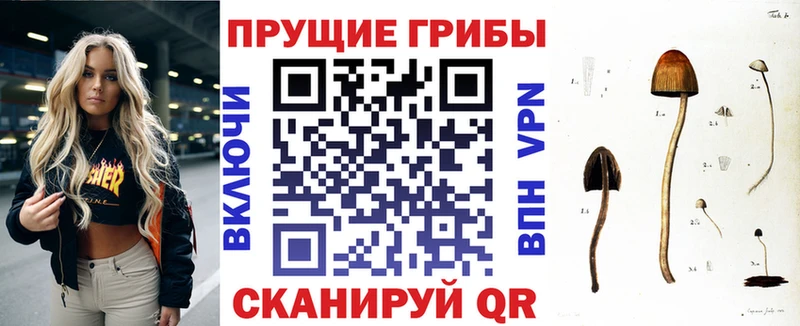 сколько стоит  Кремёнки  Галлюциногенные грибы Cubensis 